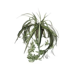 Chlorophytum Groen In Pot